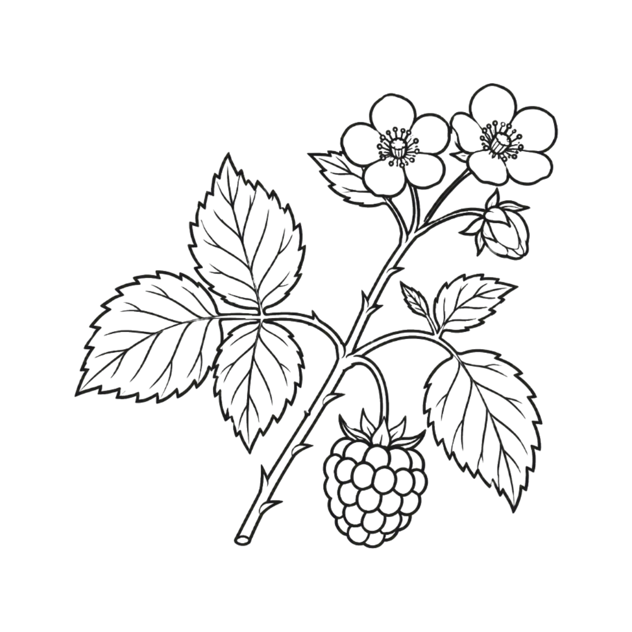 PETITS FRUITIERS
